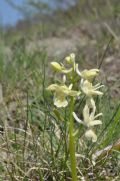 Orchis provincialis